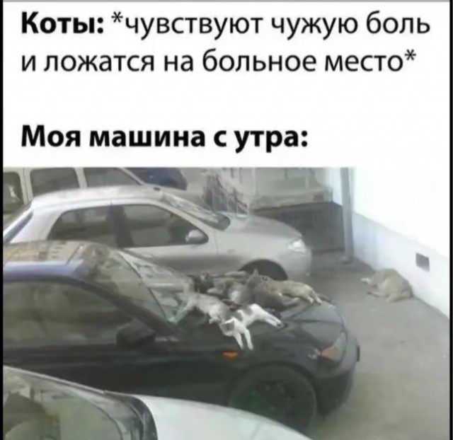 К котовторнику: подборка картинок-баянов с котиками и про котиков. Выпуск 26.