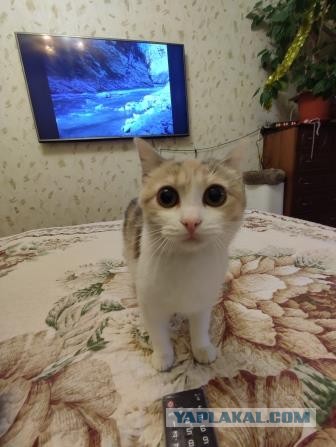 Срочно нужен совет. Почти вторник.
