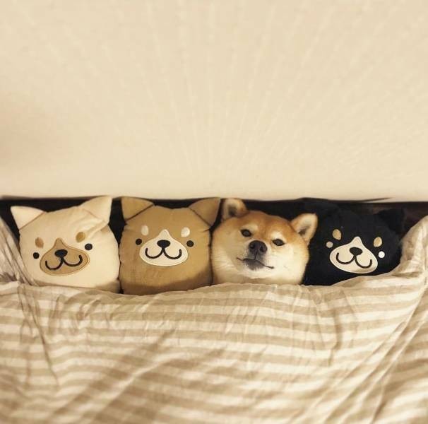 Забавные и интересные фото из Сети 23.04.26