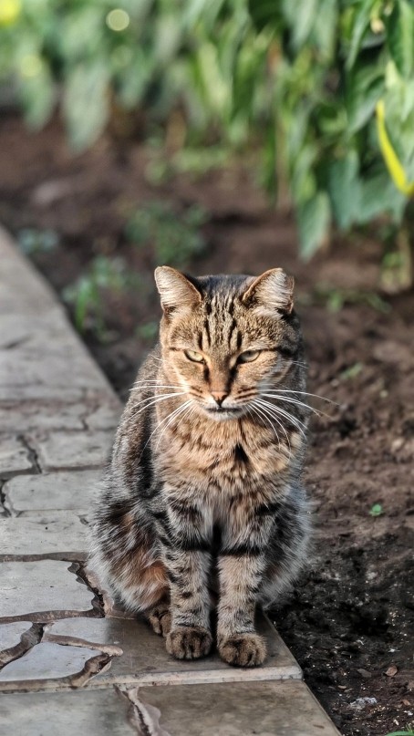 Раз котовторник, то получите )