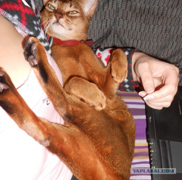 Котовторник   17.12.2013
