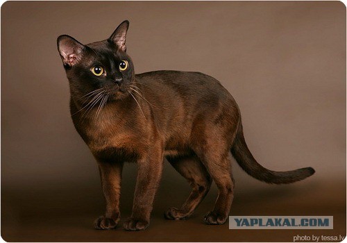 Породы кошек. Часть 2