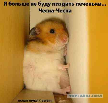 Животные в шоке
