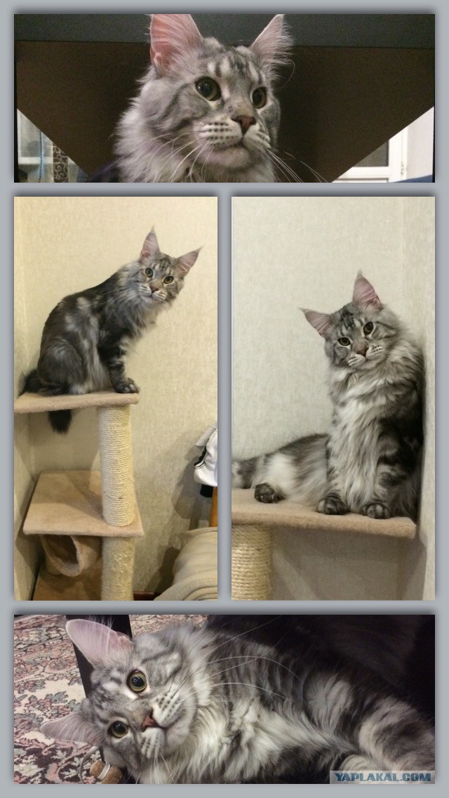 Котовторник