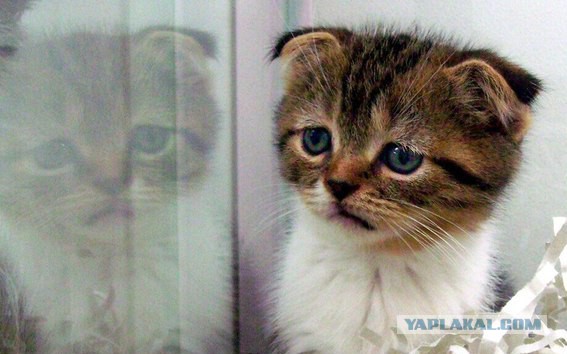 Котовторник