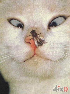 Известные котомемы.
