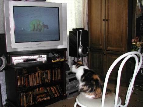 Коты, кошки, котята