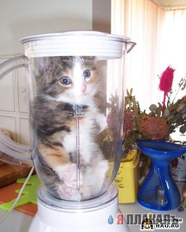 Коты, кошки, котята