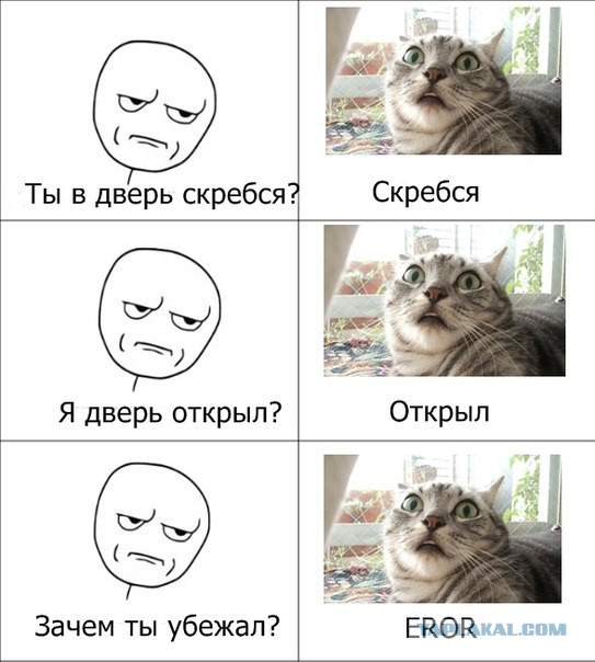 Вся суть котов...
