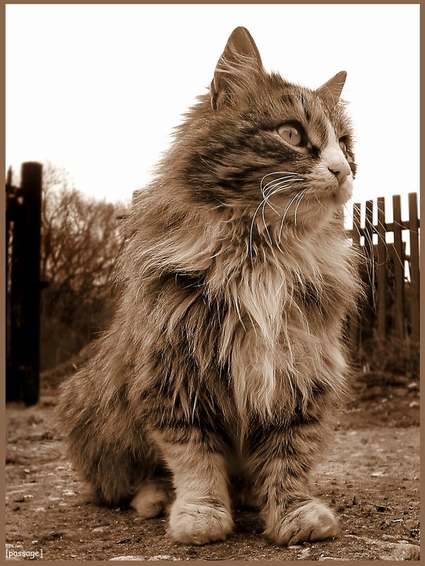 Коты, кошки, котята