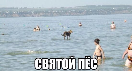 Мохнатые беспредельщики