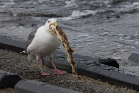 Божьи твари