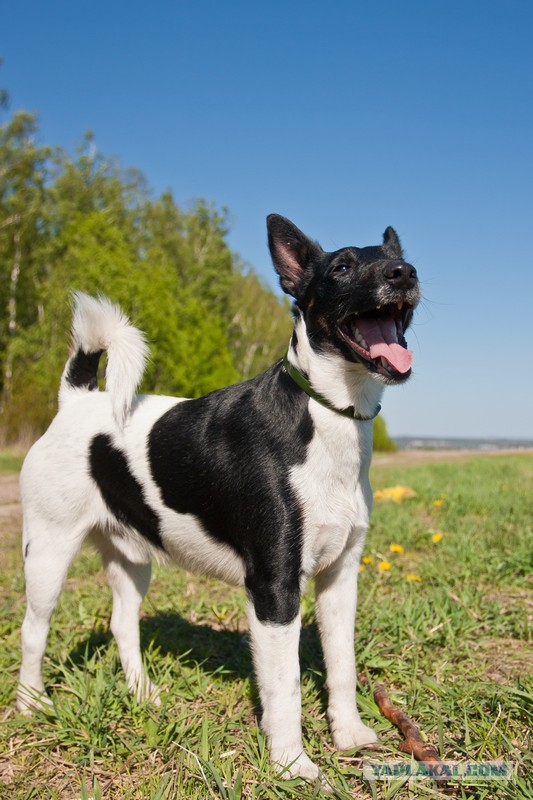 Страшно красивые терьеры