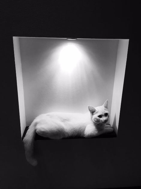 Котовторник 30.08.2016