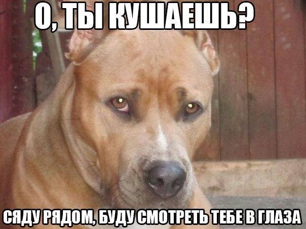 Всячина. Картинки и тексты картинками