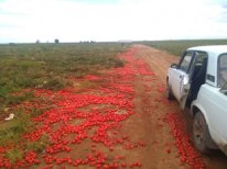 Путь мандарина: как дорожают абхазские фрукты по дороге в Москву