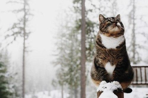 Коты из сети