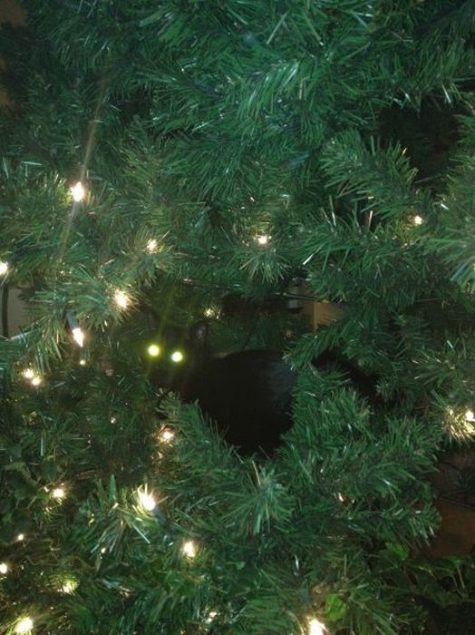 Коты и Кошки