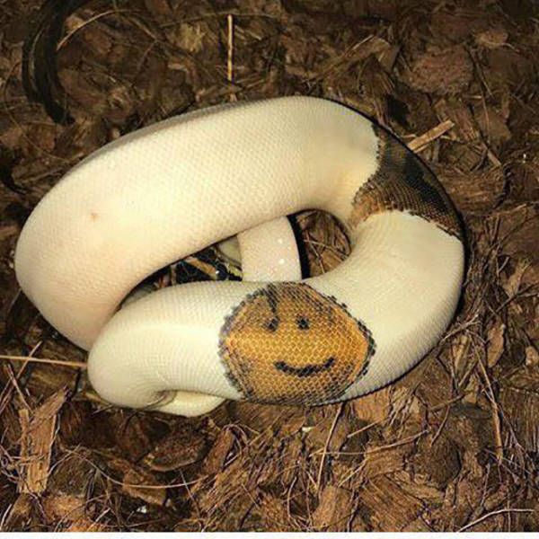 Живность из сети