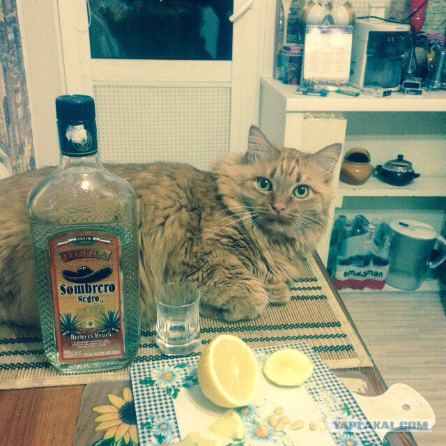 Котовторник