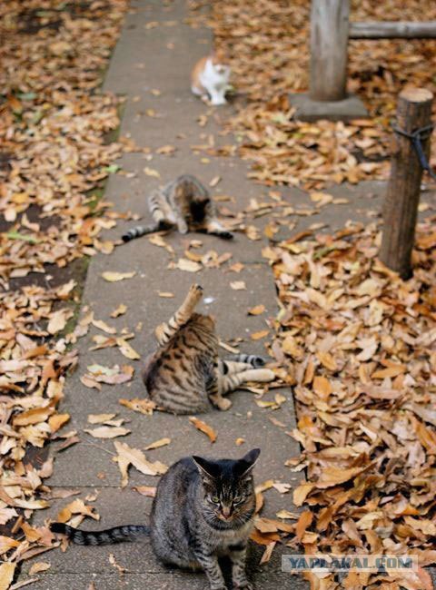 Котовторник  на  ЯПлакалъ