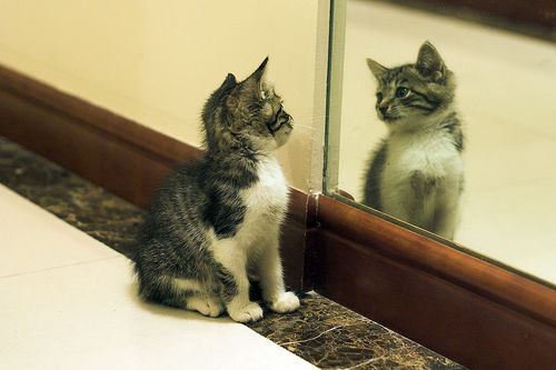 Котовторник в Зазеркалье (44 фото)