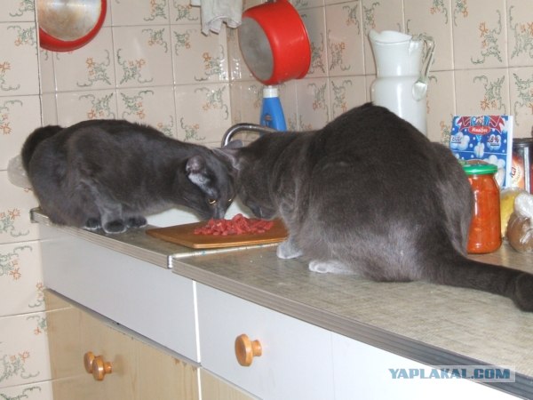 Котовторник 24.07.2012