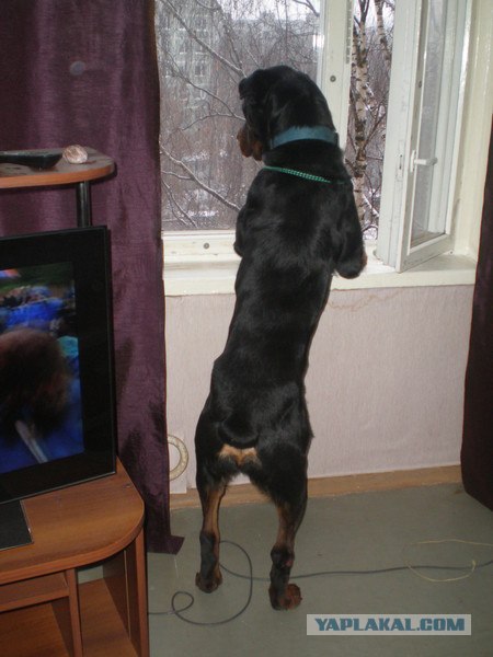 Собакочетверг 10.01.2013