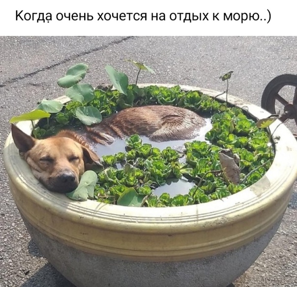 Немного картинок для настроения