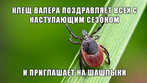 Помогите опознать насекомое. Кажется в Москве проснулись клещи