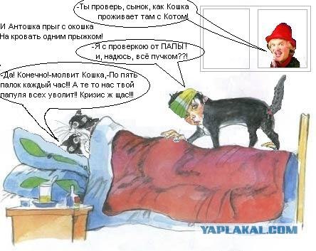 Кот, Антошка и порошок