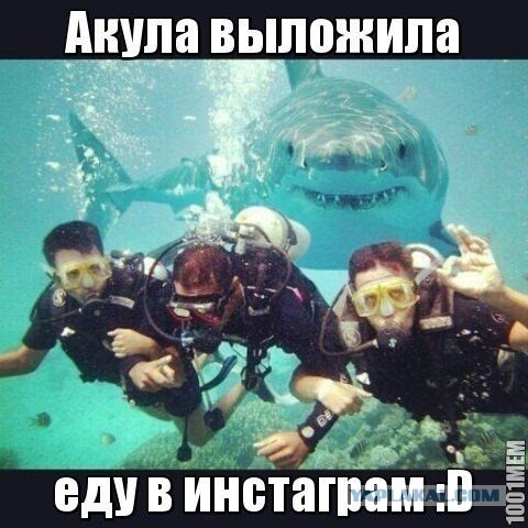 Как уплыть живым от акулы?