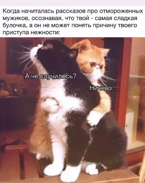 Подборка картинок-баянов с котиками и про котиков. Выпуск 34.