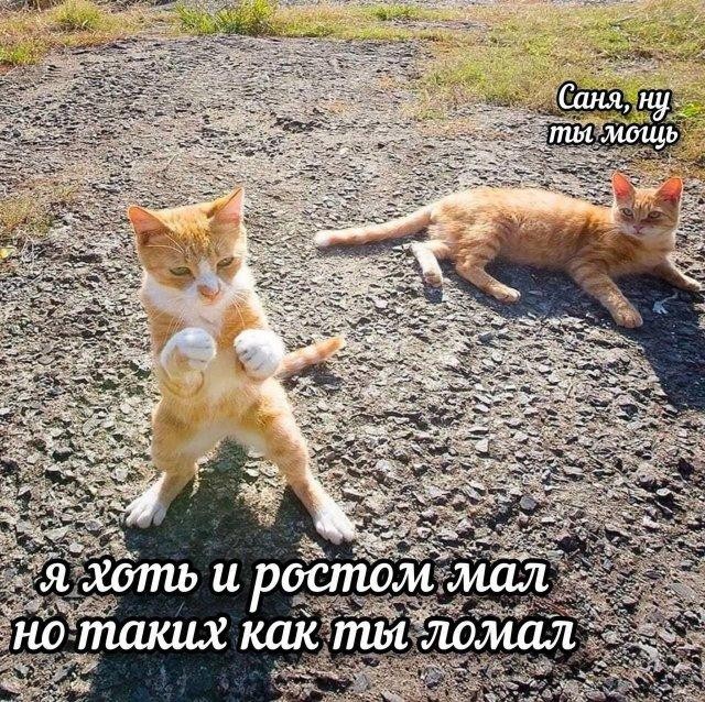 Картинки для деградации 177 (разной степени свежести)
