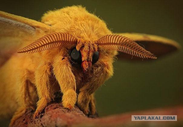Странные и удивительные животные