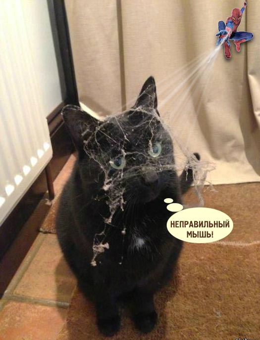 "Хозяин, ты бы за диваном прибрался что-ли..."