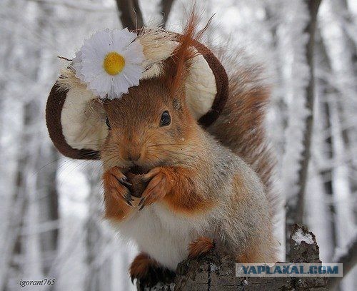 Юкка существует!