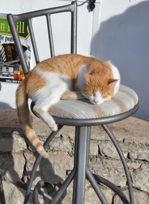Котэ, которых застали врасплох