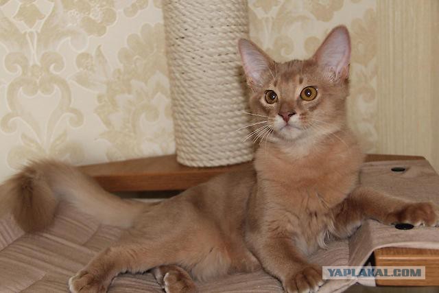 Котенок абиссина
