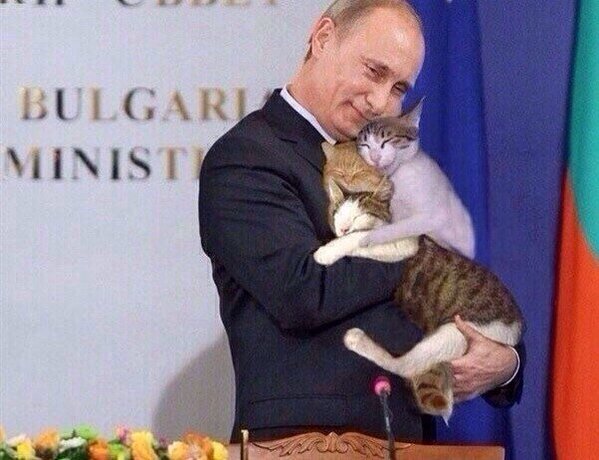 Турецкие коты на G20