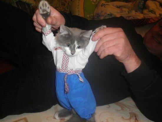 Коты из сети