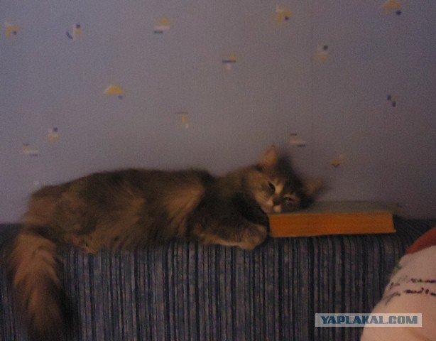 20 мест, в которых не должно было быть кота, но вот он