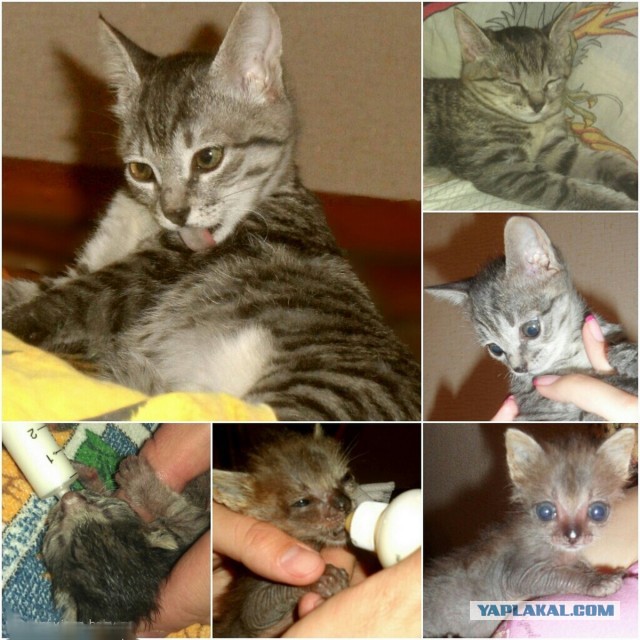 Он лежал возле гаражей в 2-х метрах от мусорного бака...