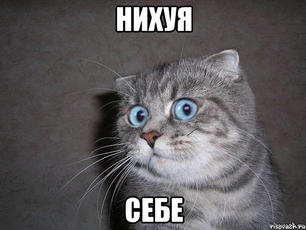 Кот, тем не менее, совершенно распустился, к зиме оброс бородой и где-то потерял совесть