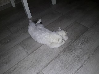 Котовторник 20.03.2018
