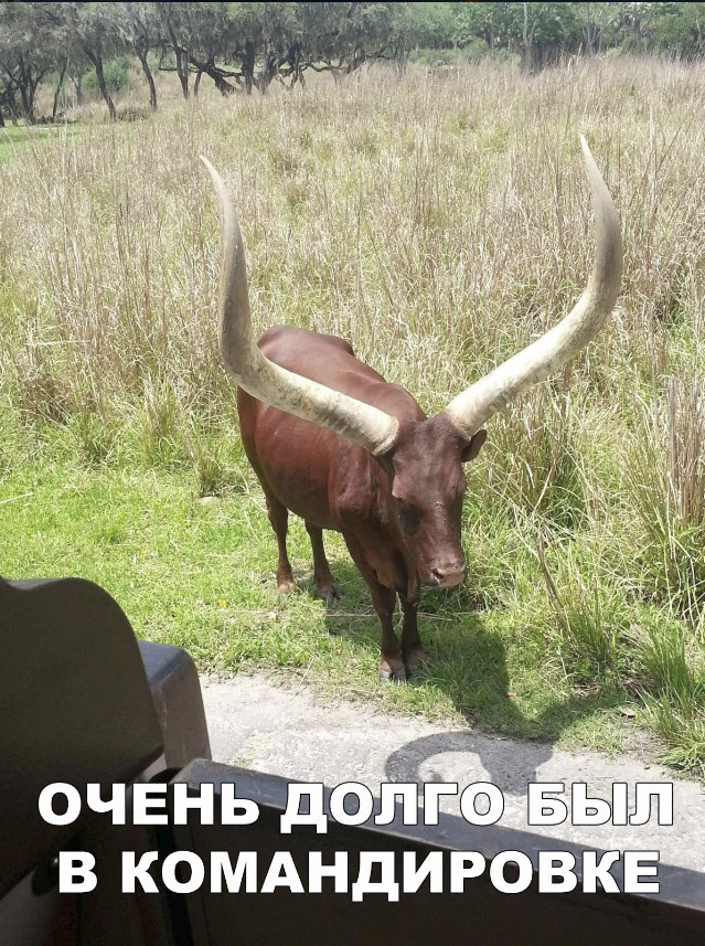 Нестандартный юмор