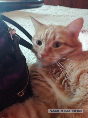 Котовторник 19.06.2018