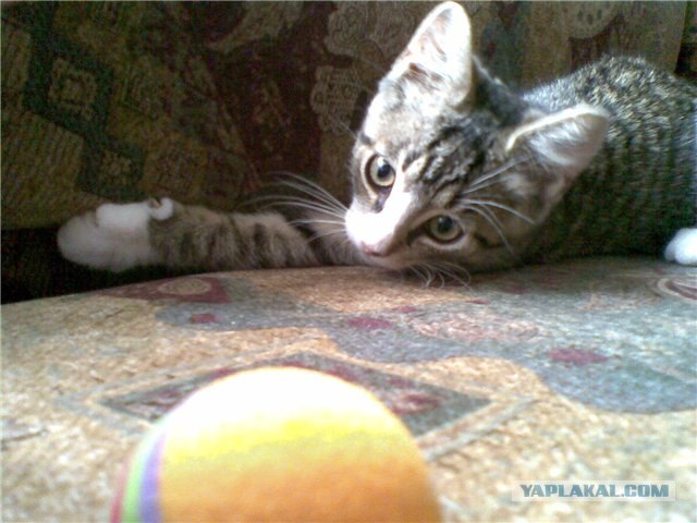 Котовторник  на  ЯПлакалъ