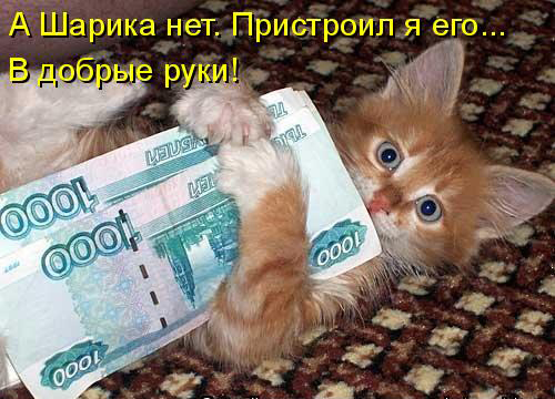 Котовторник 15.02.2011