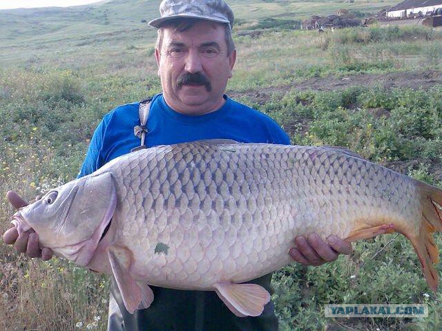 В Сызрани случайно поймали гигантского сазана. Полюбовавшись добычей, рыбак отпустил сазана обратно.